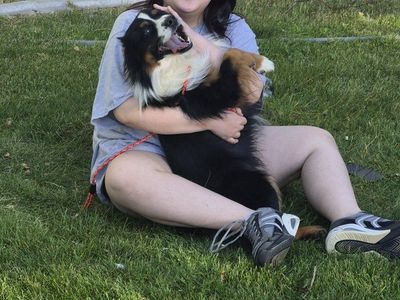 Rehoming Retired Mini Aussie