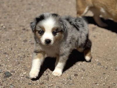 Australian Shepherd Puppies Arizona