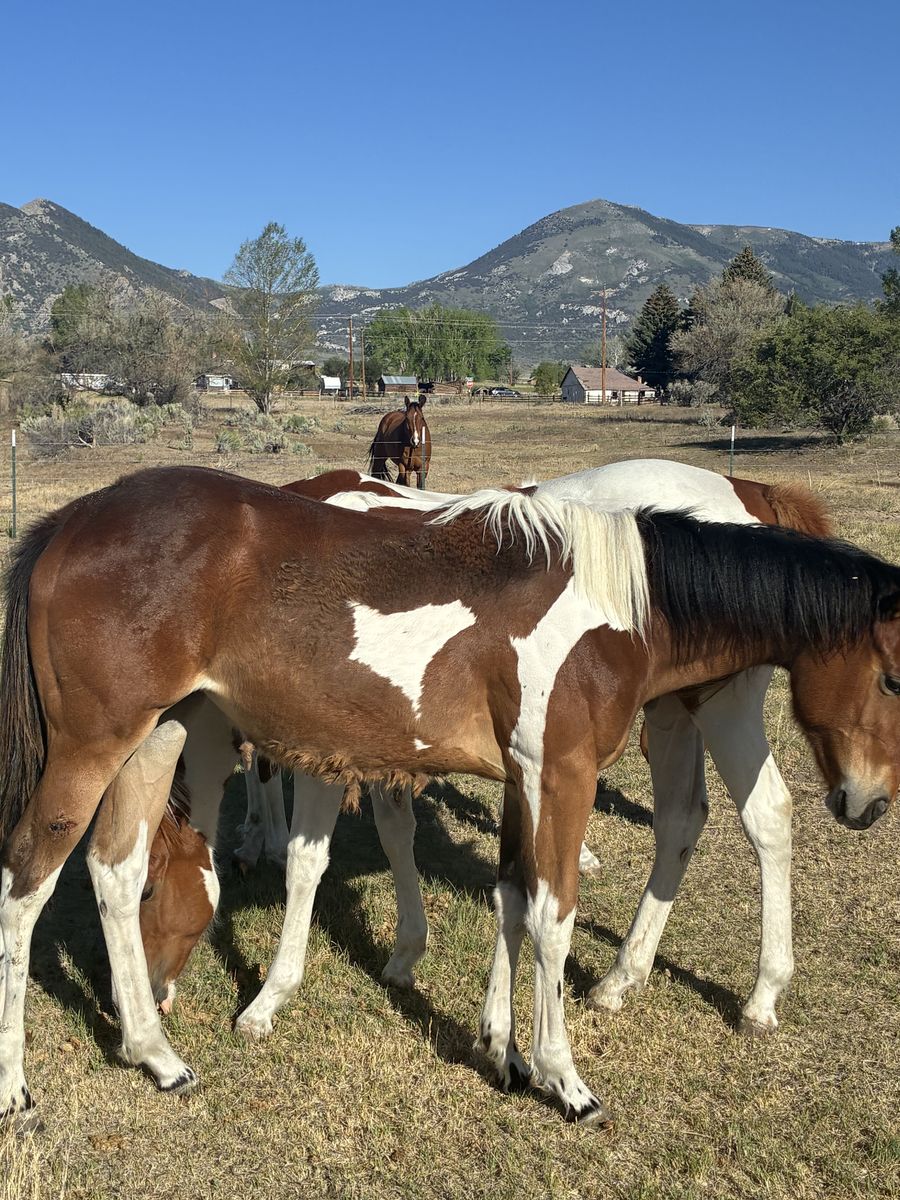 Yearling Race Bred