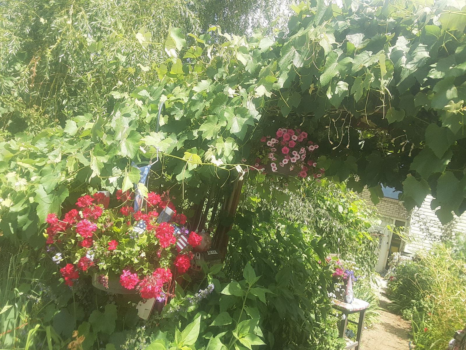 White Seedless Sweetest Himrod Grape plants