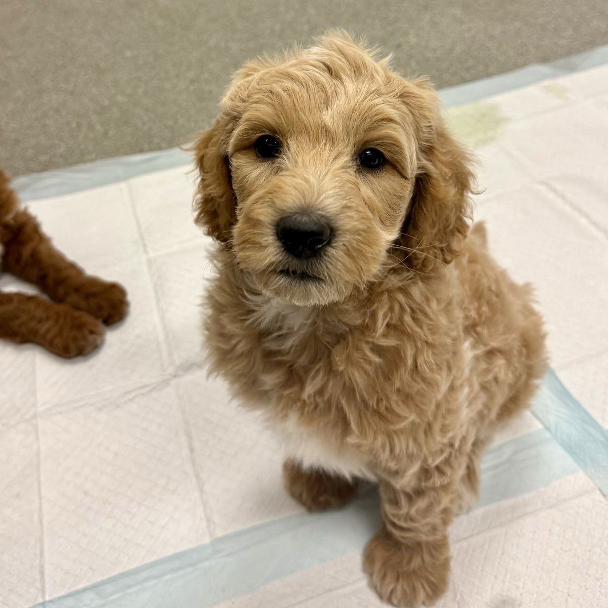 Exceptional Mini Goldendoodles