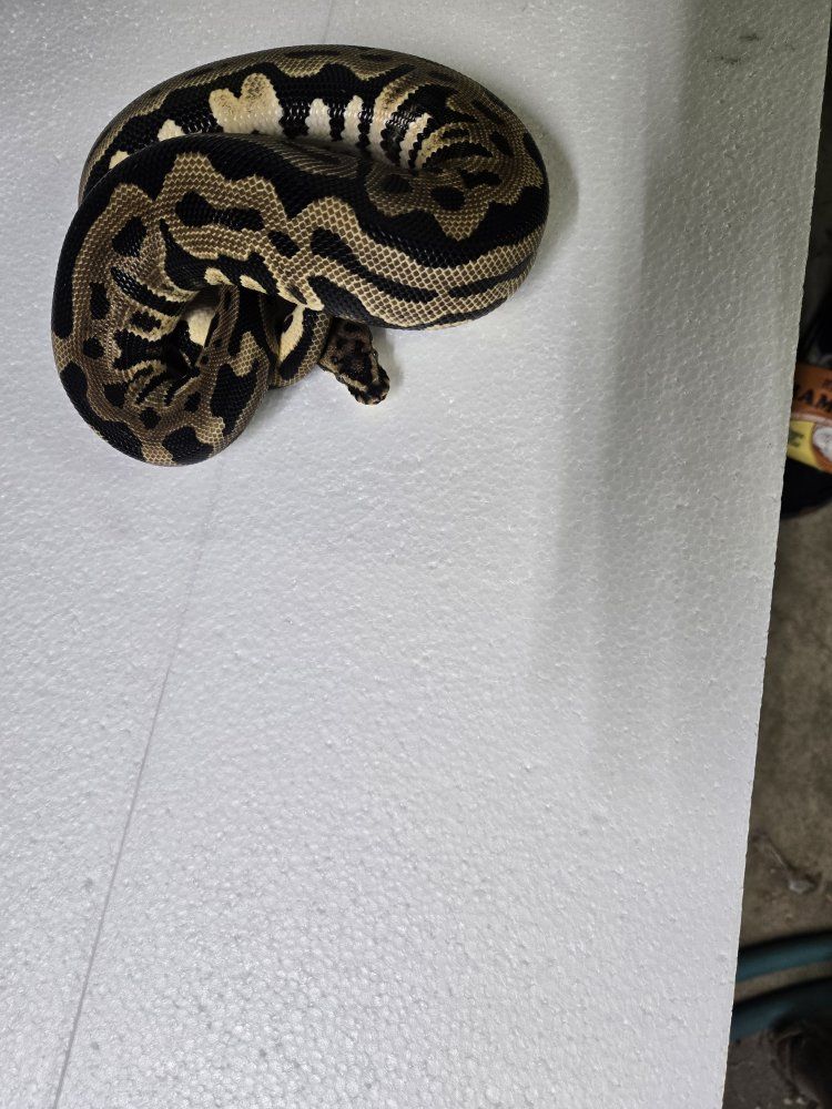 Leopard Spotnose het clown (trades?)