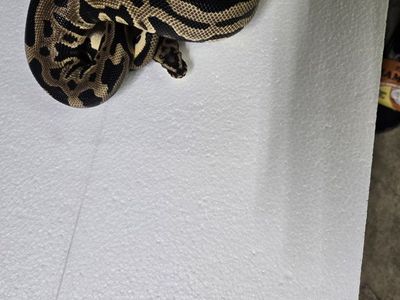 Leopard Spotnose het clown (trades?)