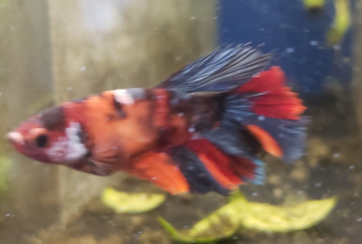 import halfmoon female Betta