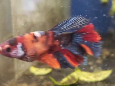 import halfmoon female Betta