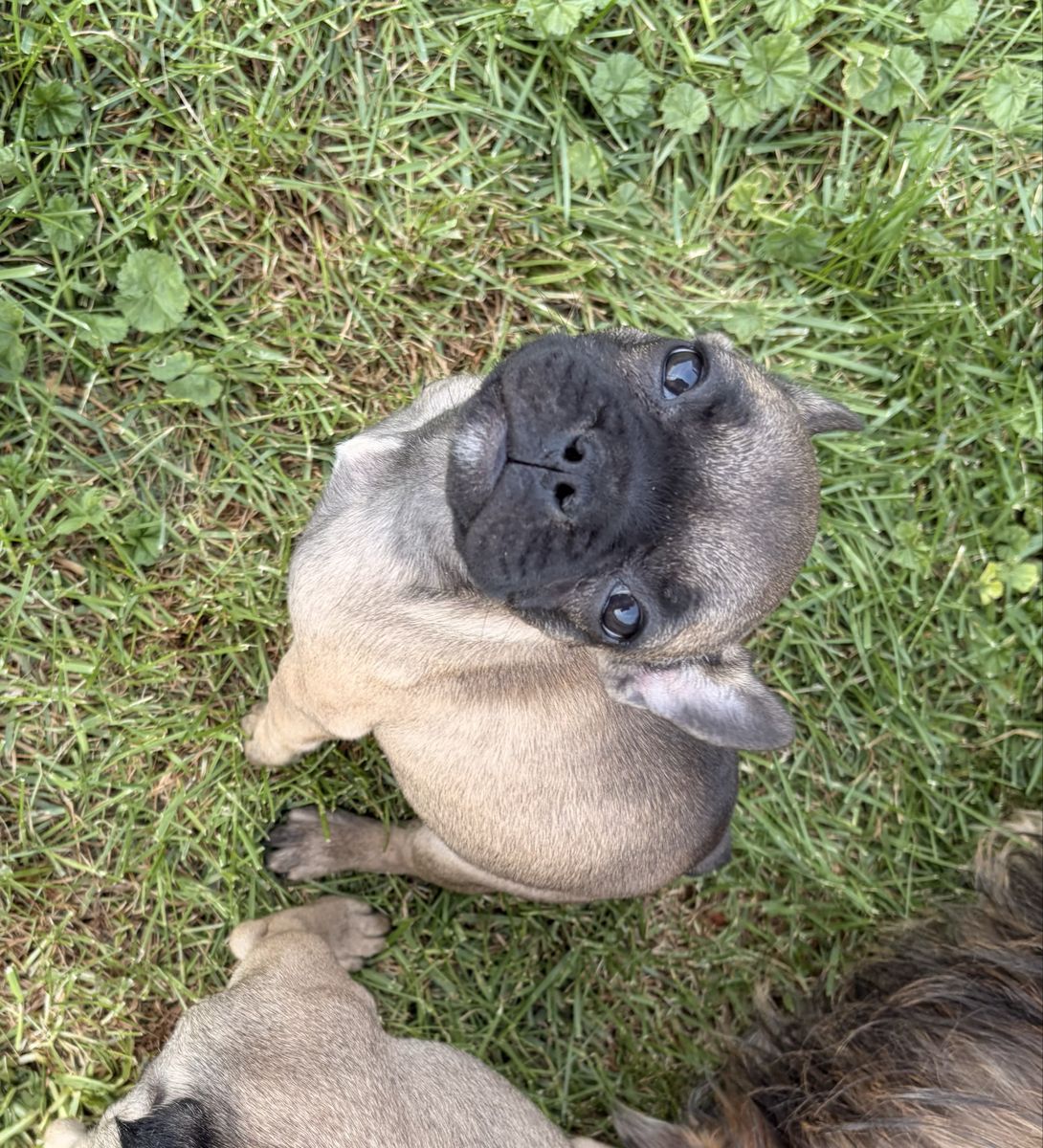 French Bulldog Puppy
