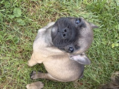 French Bulldog Puppy
