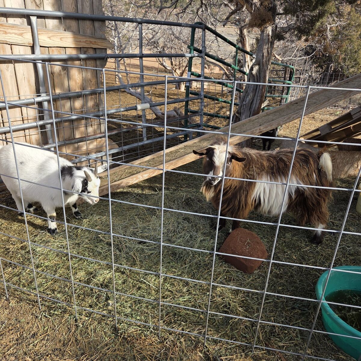 nigerian dwarf goats