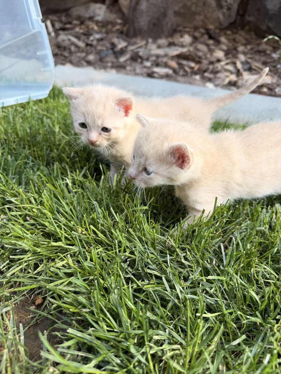 2 very sweet litter trained, mouser training kittens
