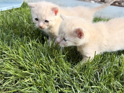 2 very sweet litter trained, mouser training kittens