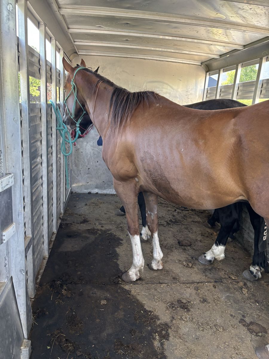 Grade gelding