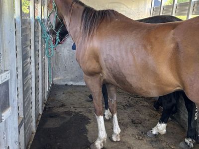 Grade gelding