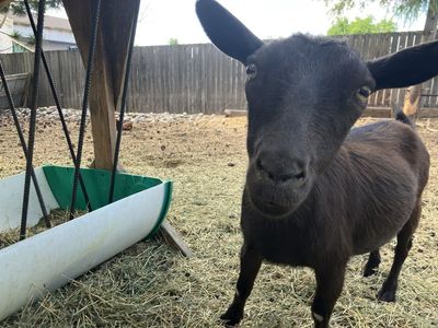 Pygmy Goat Doe