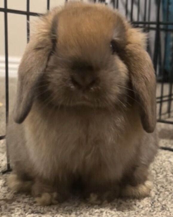 Brown Lop Bunny