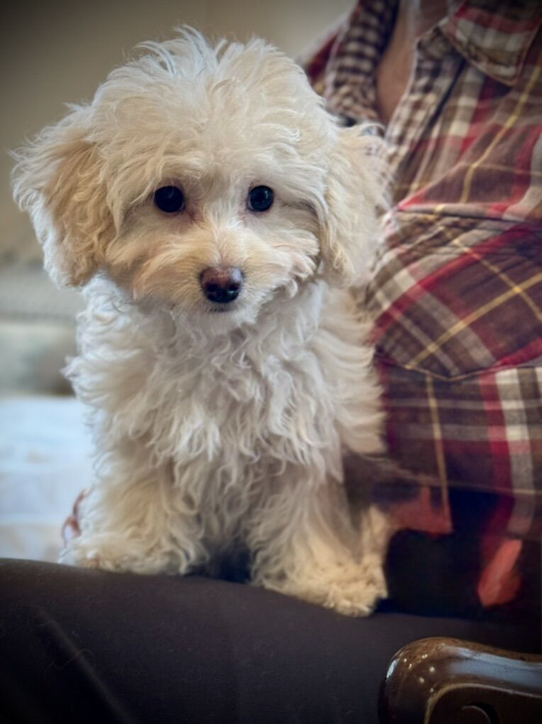 Low-to No-Shedding Hypoallergenic Doxiepoo Puppy
