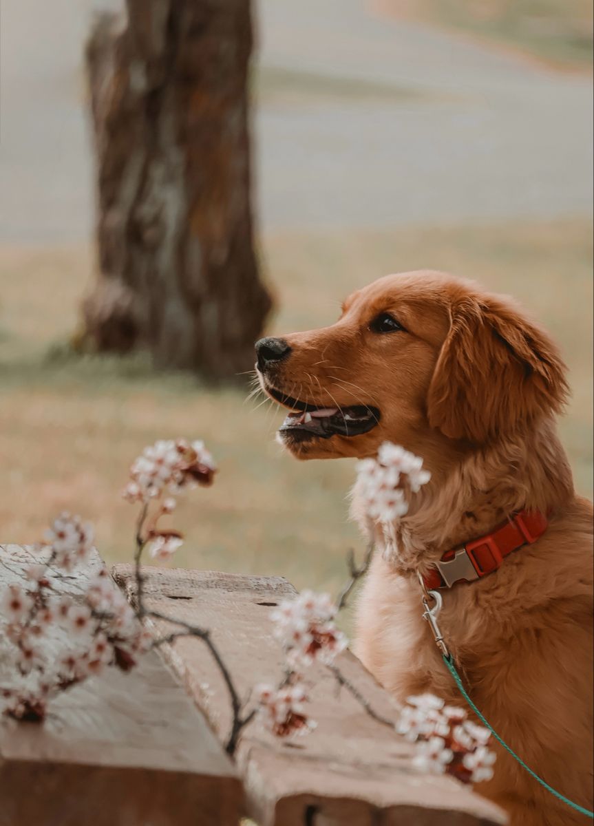 AKC Trained Female Golden Retriever Puppy