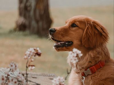 AKC Trained Female Golden Retriever Puppy