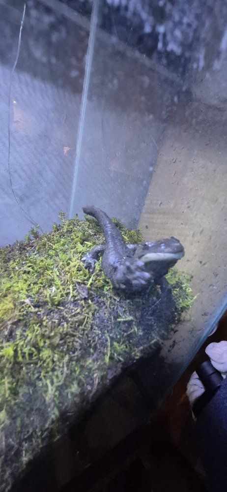2 Tiger Salamanders