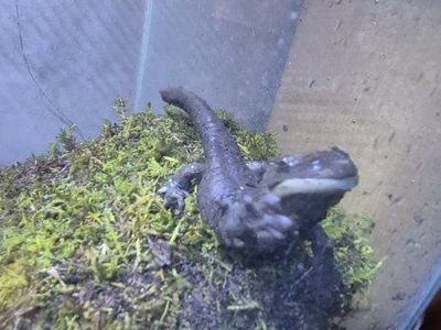 Rehoming 2 Tiger Salamanders