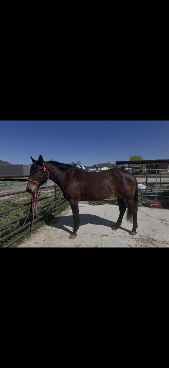 5 year old half draft mare