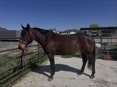 5 year old half draft mare