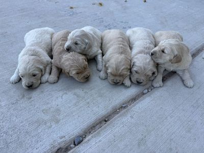AKC Golden Retriever puppies