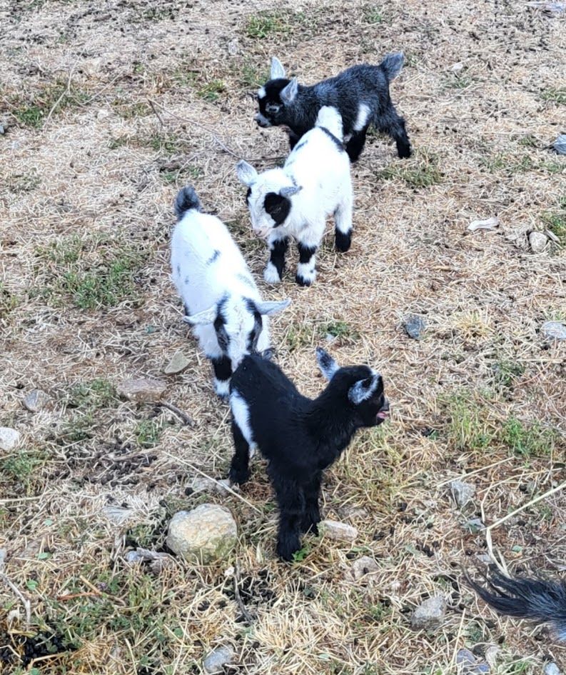  Pygmy goats