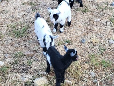 Pygmy goats