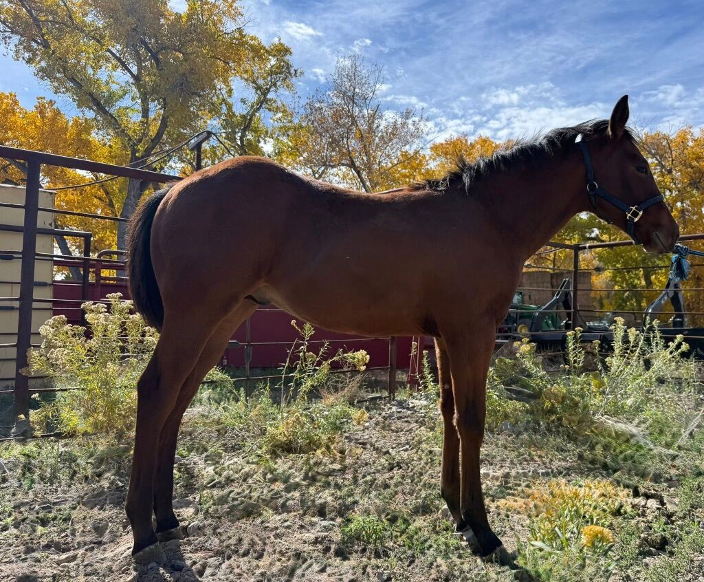 2025 Colt, ASOF & FRENCHMANS GUY LINES