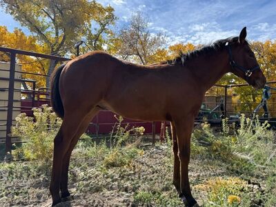 2025 Colt, ASOF & FRENCHMANS GUY LINES