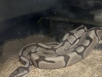 Male VPI Axanthic woma