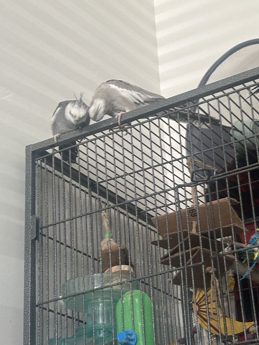 Pair of white-faced cockatiels