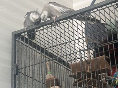Pair of white-faced cockatiels