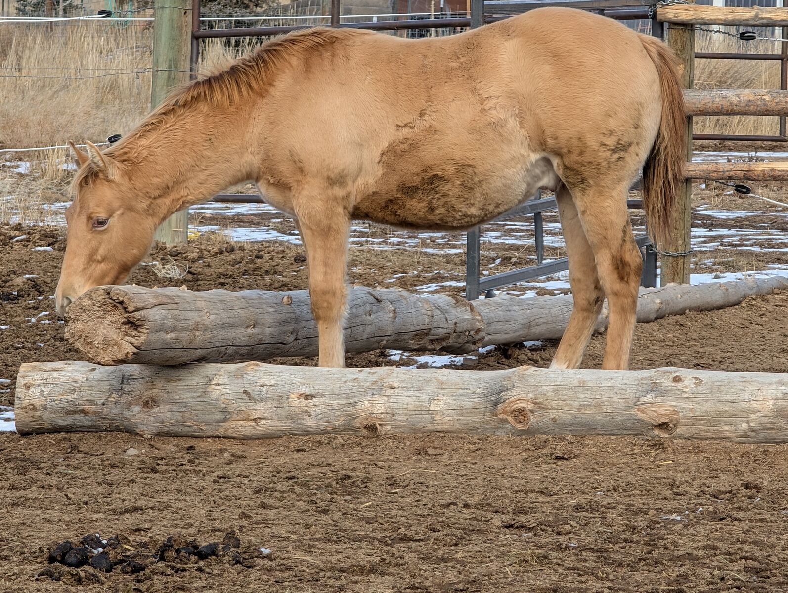 2025 AQHA Gold Champagne Dun stud stallion colt, Family Horse! weanling