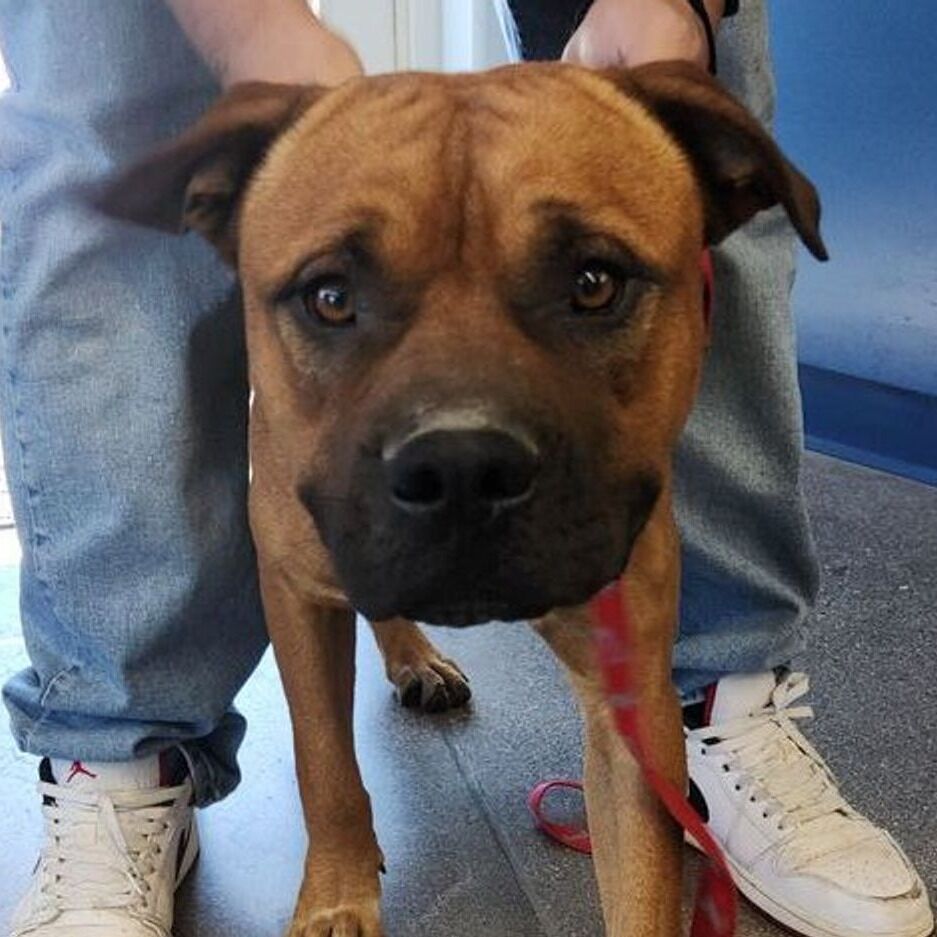 Hello my name is Rockhopper