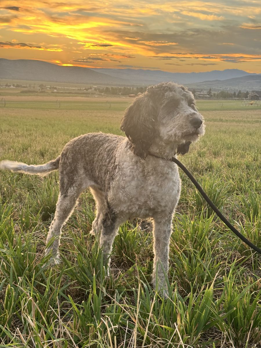 4 year old Female Bernedoodle Looking for Her Forever Family  ️