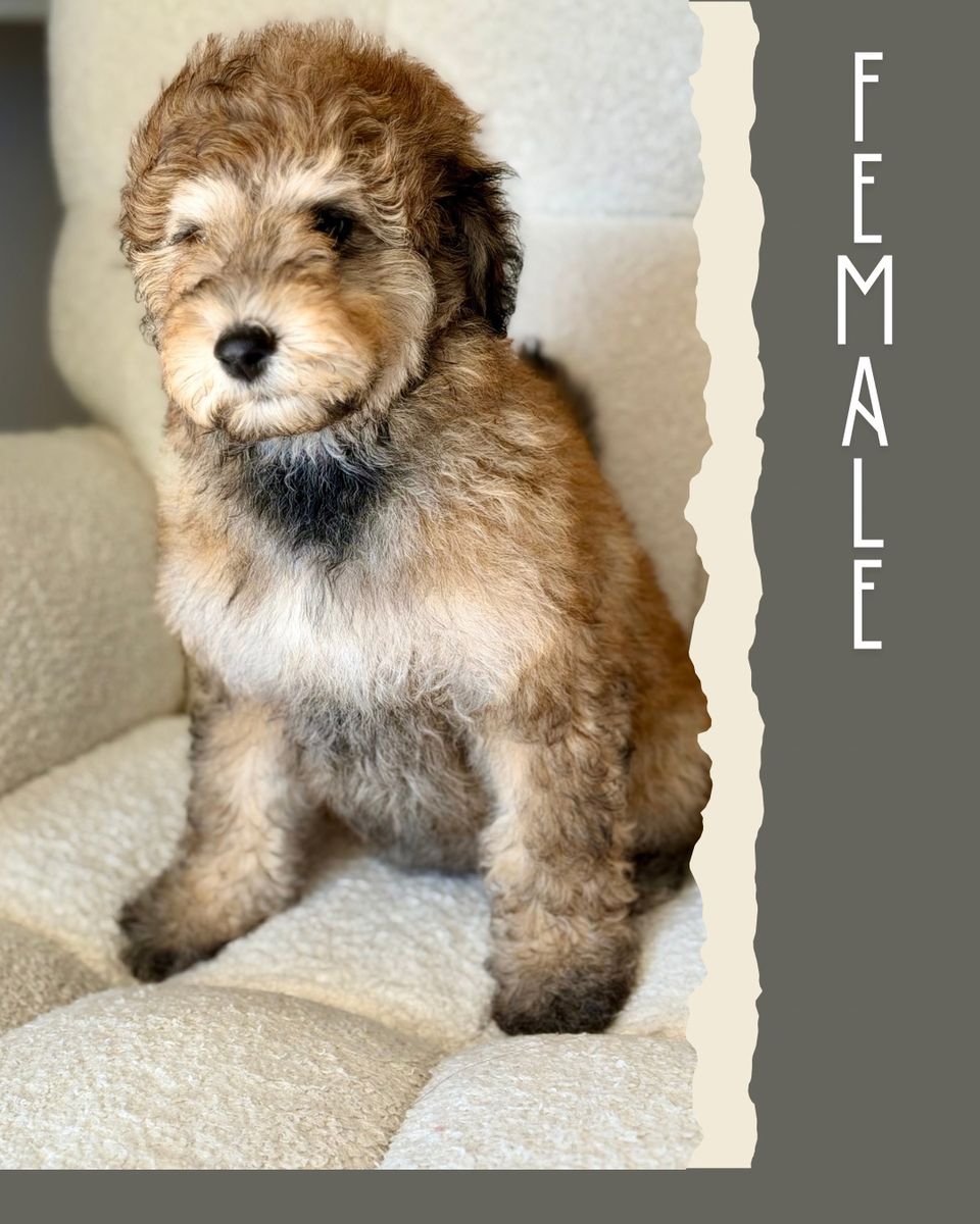 Mini-Medium Goldendoodles 4th of July Sale!
