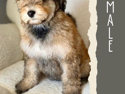 Mini-Medium Goldendoodles 4th of July Sale!