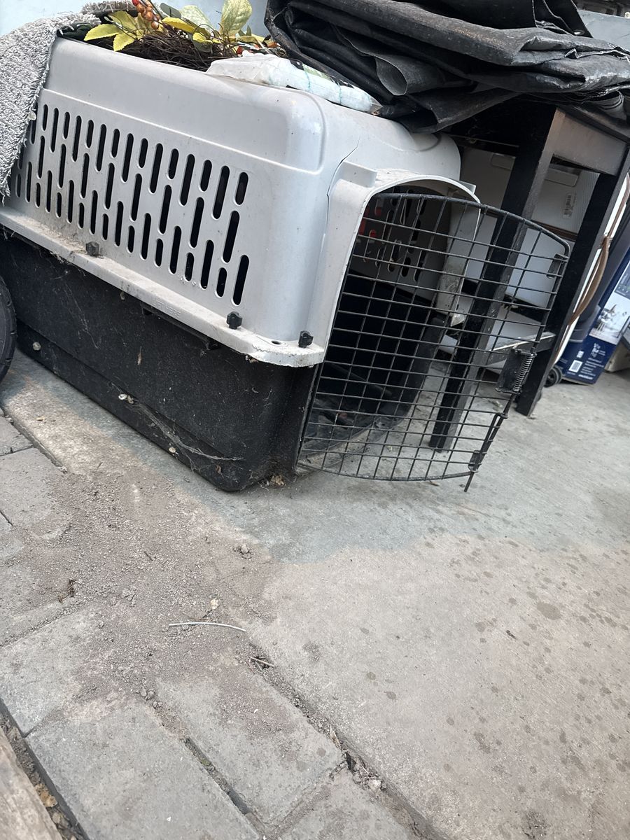 Dog stuff