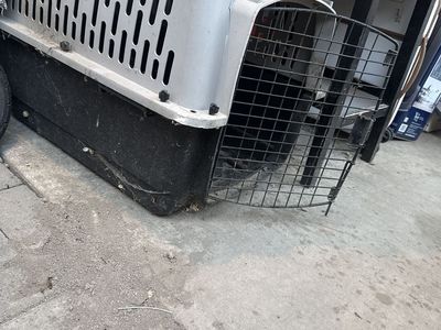 Dog stuff