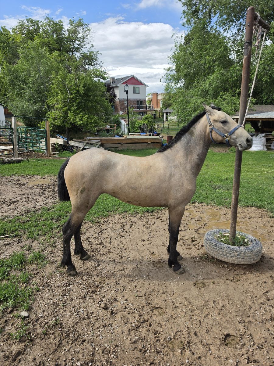 Warlander Mare & Colt