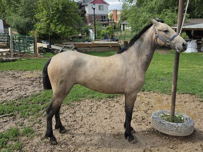 Warlander Mare & Colt