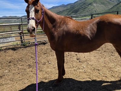 Red mare