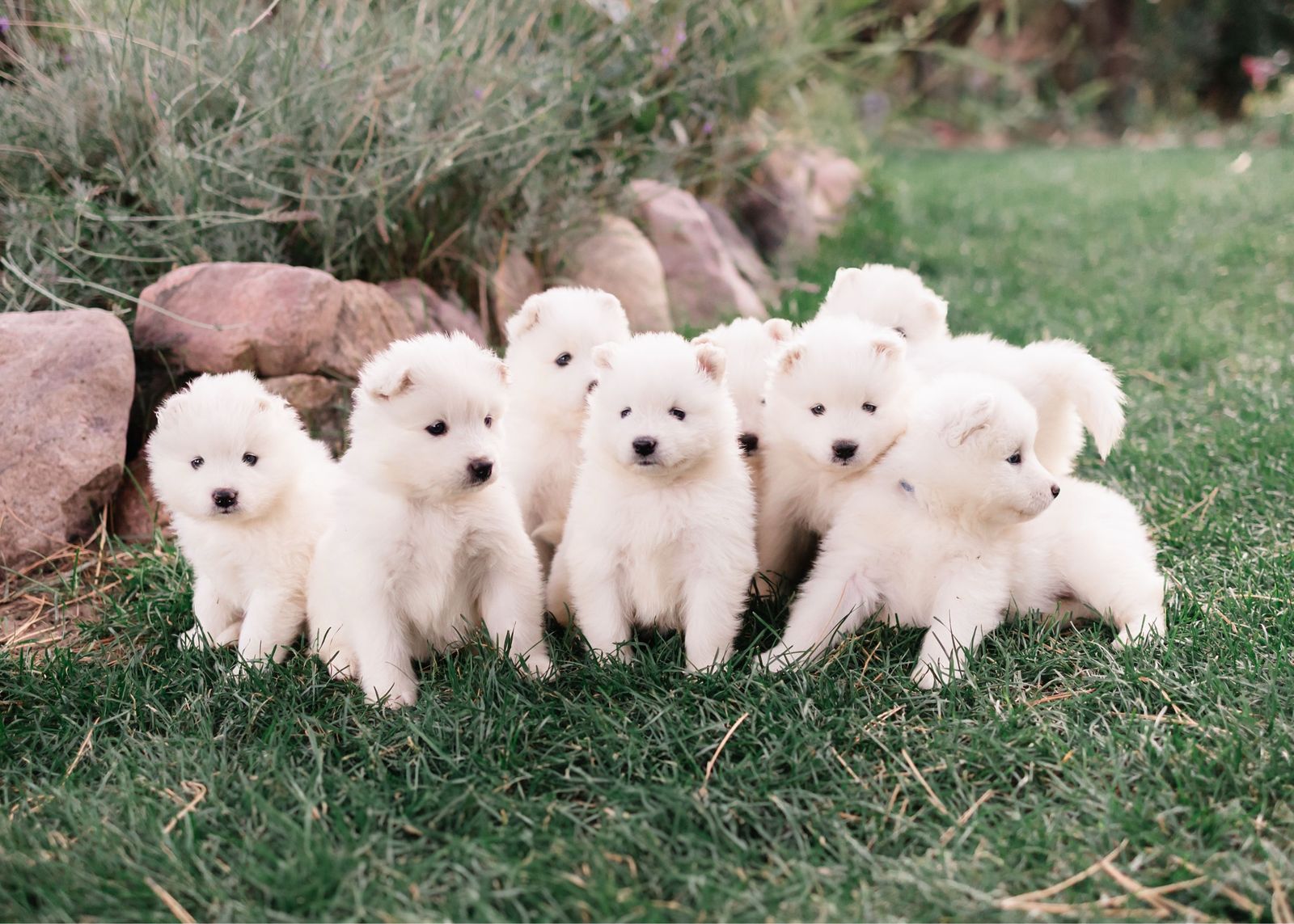Adorable Samoyed Puppies - Healthy, Playful, and Ready for Their Forever Homes