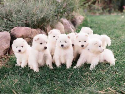 Adorable Samoyed Puppies - Healthy, Playful, and Ready for Their Forever Homes