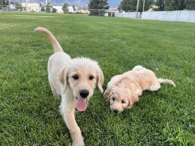 Adorable Cream/Tan Labradoodle Puppies - 3 Girls, - First Shots Included