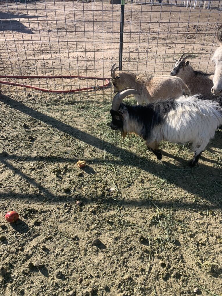 African Pygmy Billie