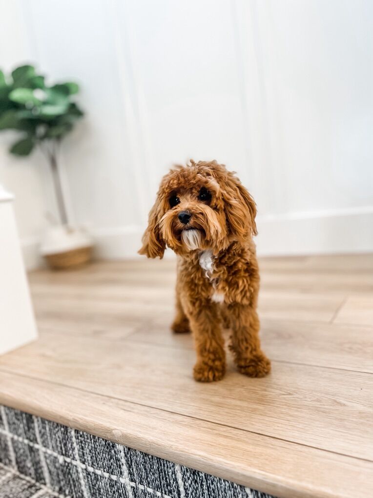 Goldendoodle Studs 6 lbs  and 17 lbs
