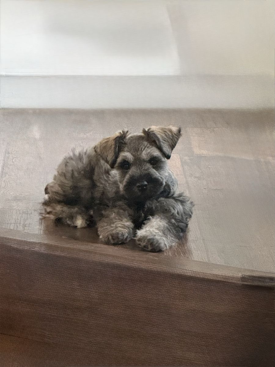 Mini Schnauzer puppy Seeking Full-Time Staff (You)