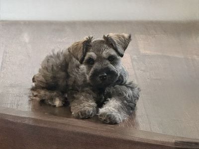 Mini Schnauzer puppy Seeking Full-Time Staff (You)